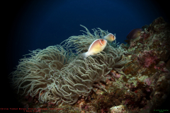 5.-OTB-Pink-Anemone-Fish