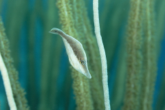 Slender-File-Bonaire-18