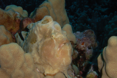 frog-fish
